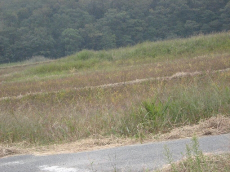 画像84