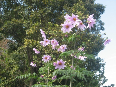 画像33