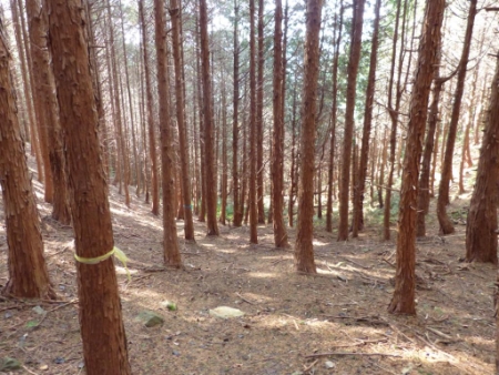 ぶっこし峠
