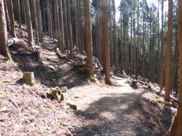 ソマ小屋コース／一般登山道　分岐