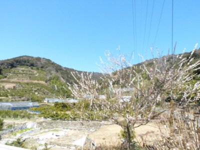 画像27