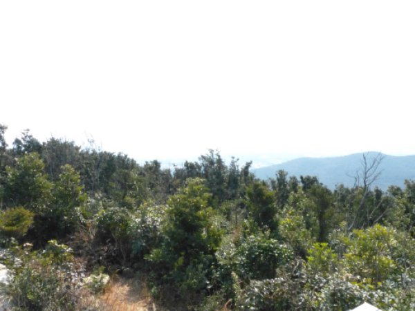 衣笠山