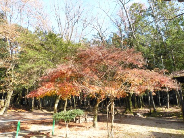 ねむの森