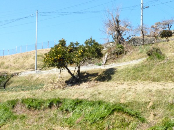 画像35