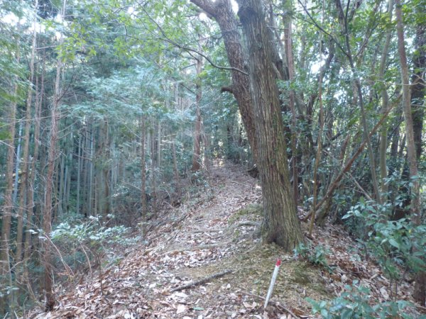 画像6