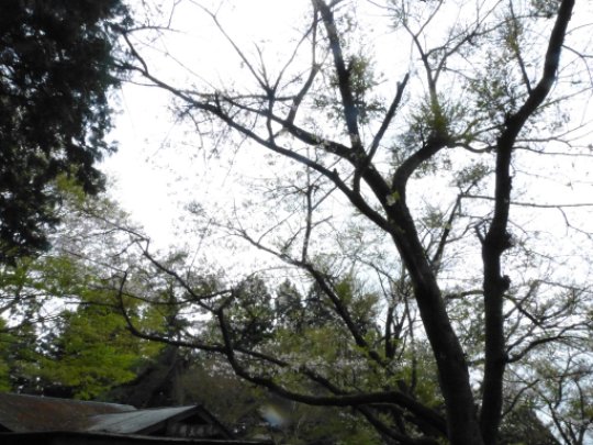 画像27