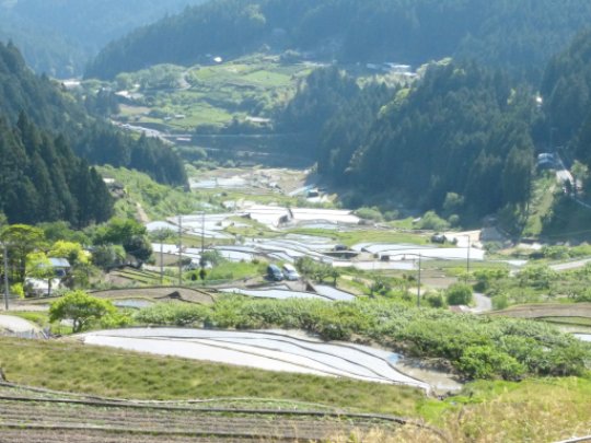 鞍掛山麓の四谷の千枚田
