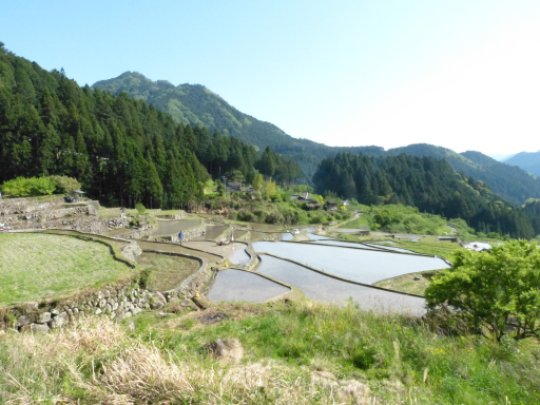 鞍掛山麓の四谷の千枚田