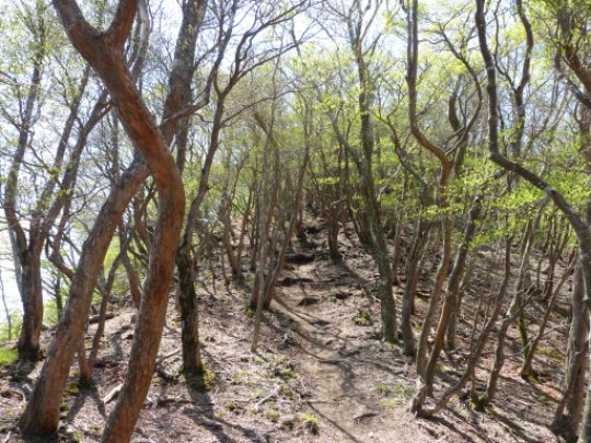 岩ヶ峰尾根分岐