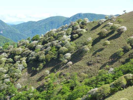 画像34