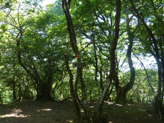 多志田山