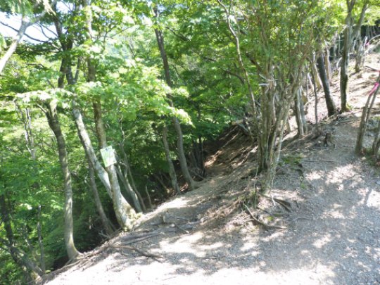 藤原岳山腹道分岐