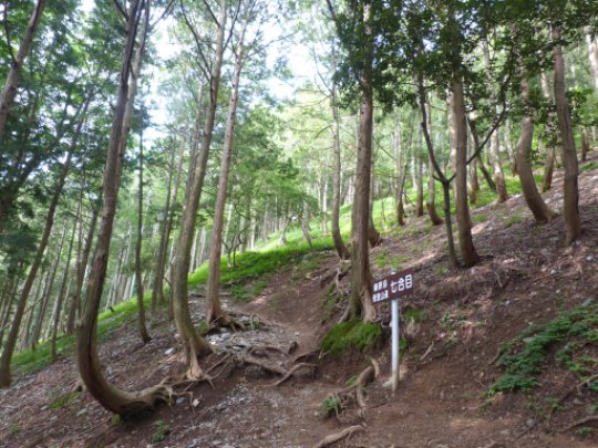 藤原岳登山道七合目
