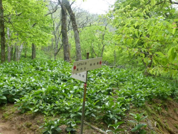 御池岳・鈴北岳分岐