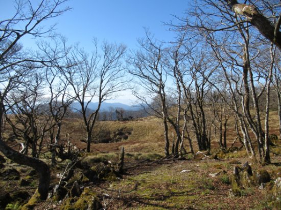 登山道