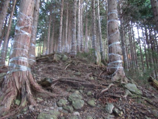 登山道