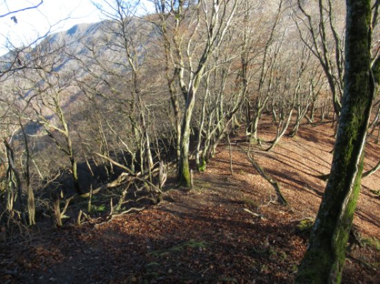 登山道