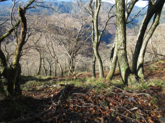 登山道