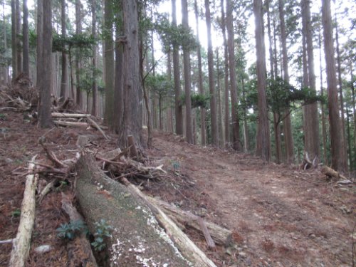 登山道