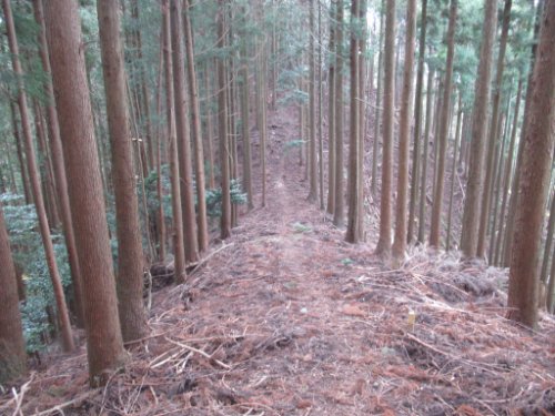 登山道