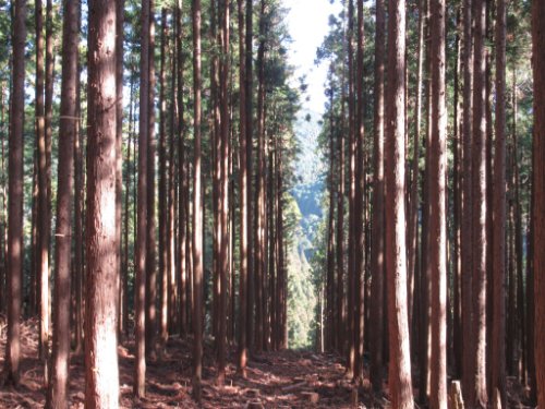 登山道