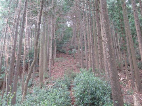 登山道