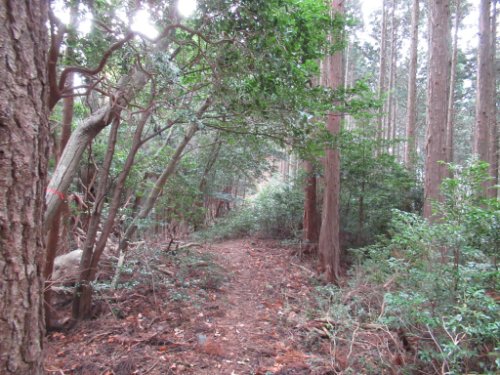 登山道