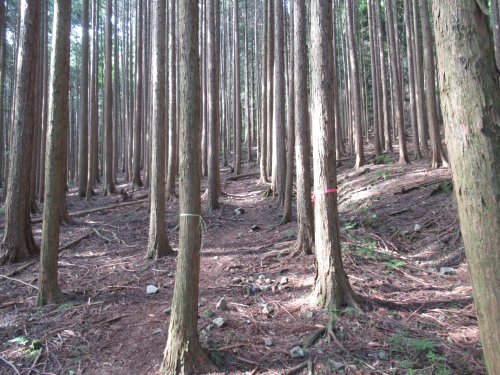 登山道