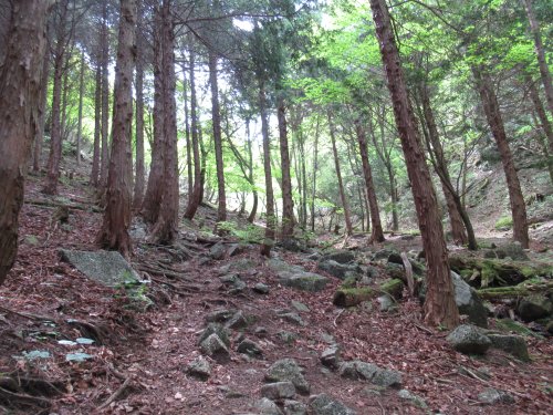登山道
