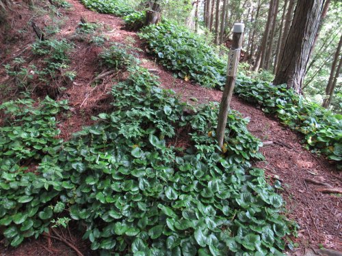 登山道