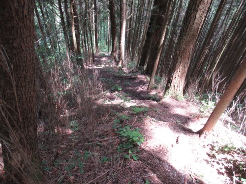 登山道