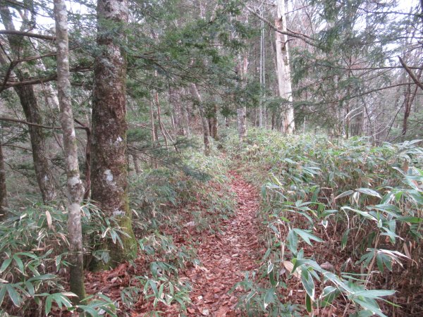 登山道