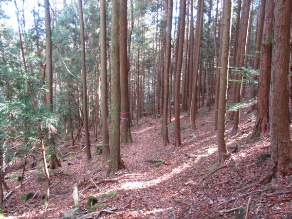 画像48