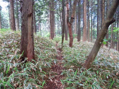 登山道